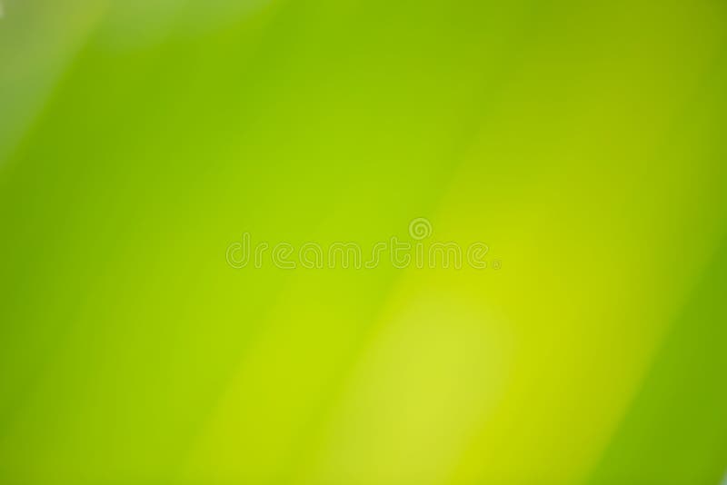 Opinión de la naturaleza del primer de la hoja verde del coco stock de ilustración Opinión de la naturaleza del primer de la hoja verde del coco stock de ilustración