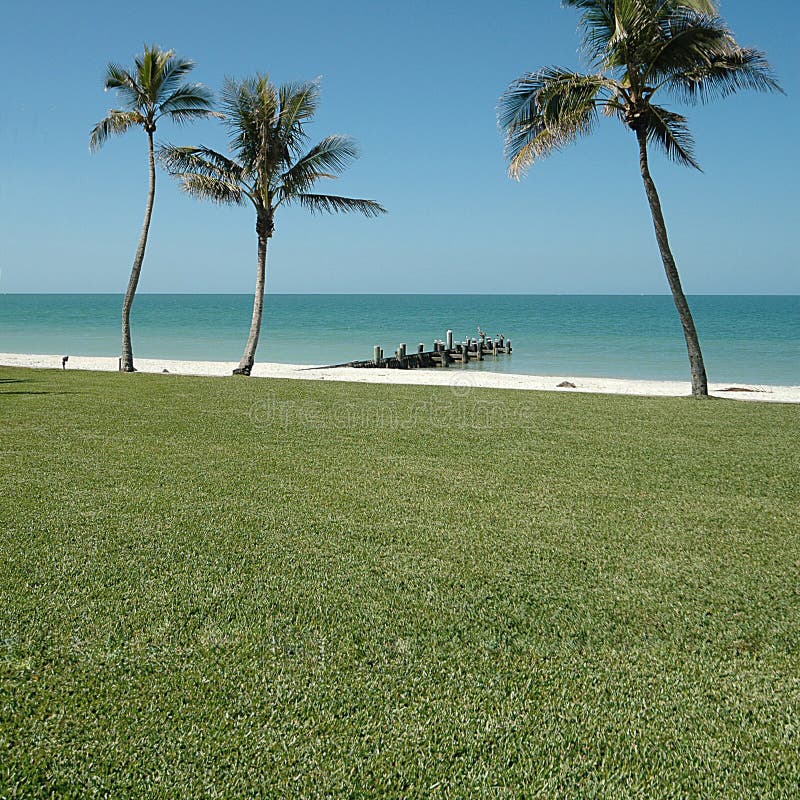 Palm trees and Ocean veiw. Palm trees and Ocean veiw