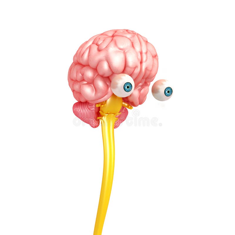 Opinión de parte delantera del cerebro masculino libre illustration Opinión de parte delantera del cerebro masculino libre illustration