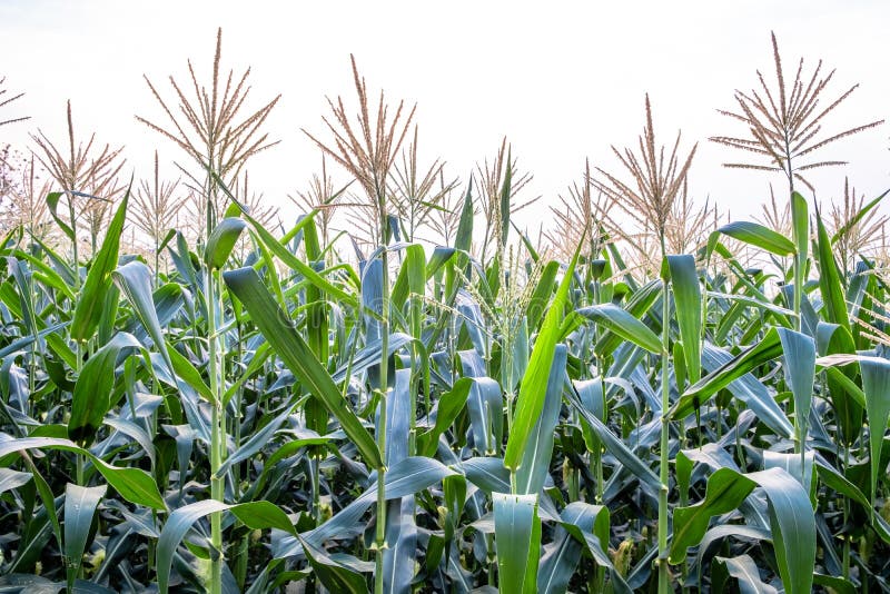 Opinión de ángulo bajo del campo de maíz en la floración contra fondo blanco brillante del cielo imagen de archivo libre de regalías Opinión de ángulo bajo del campo de maíz en la floración contra fondo blanco brillante del cielo imagen de archivo libre de regalías