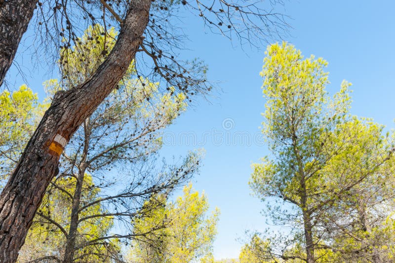 Opinión de ángulo bajo del cielo a través de árboles de pino con h amarillo y blanco imagenes de archivo Opinión de ángulo bajo del cielo a través de árboles de pino con h amarillo y blanco imagenes de archivo