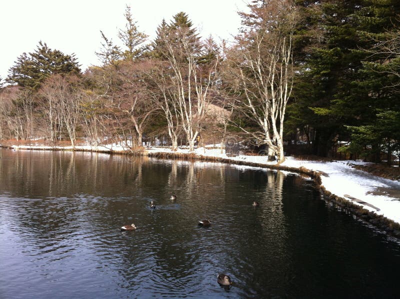 Opinión del lago con los patos en la charca de Kumoba en invierno imágenes de archivo libres de regalías Opinión del lago con los patos en la charca de Kumoba en invierno imágenes de archivo libres de regalías