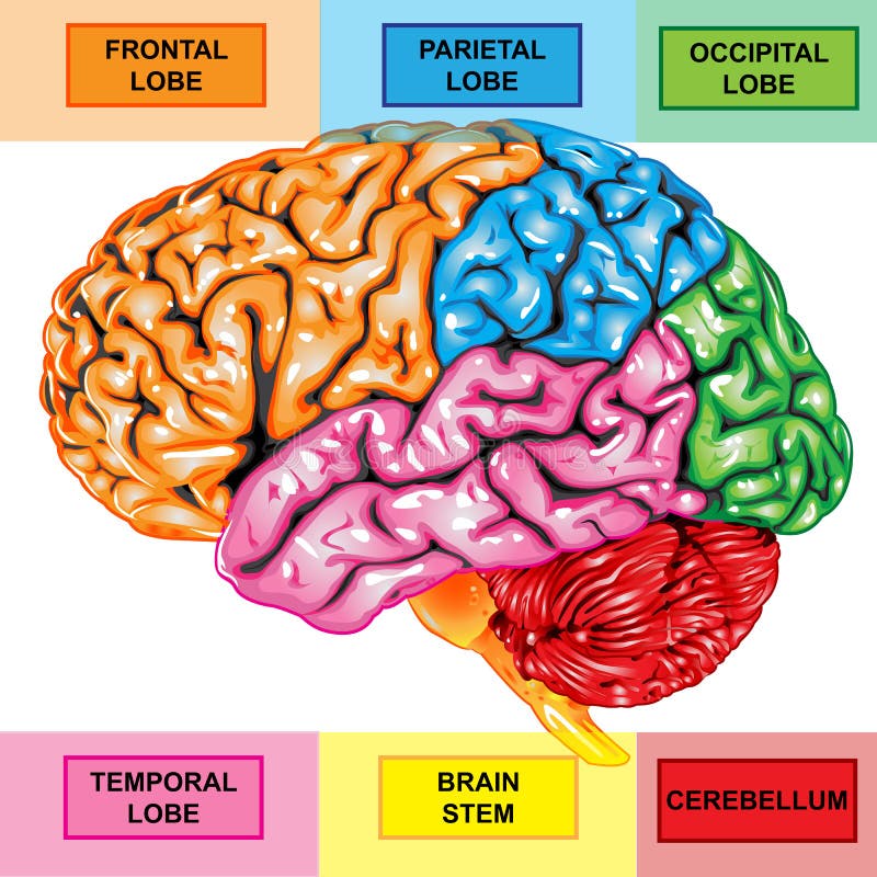 Illustration body part vector, human brain lateral view. Illustration body part vector, human brain lateral view