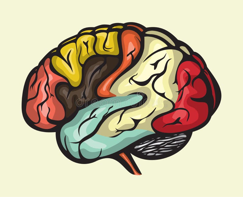 Opinión del lateral del cerebro humano ilustración del vector Opinión del lateral del cerebro humano ilustración del vector