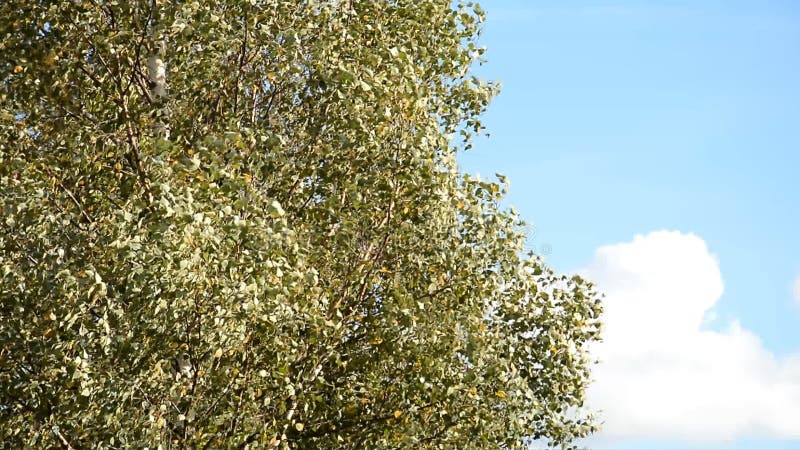 Opinión del otoño Hojas del abedul amarillo con el cielo azul