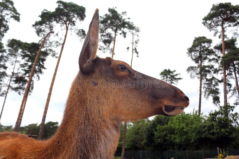 Opinión del perfil de un waterbuck femenino en el parque imagen de archivo libre de regalías Opinión del perfil de un waterbuck femenino en el parque imagen de archivo libre de regalías