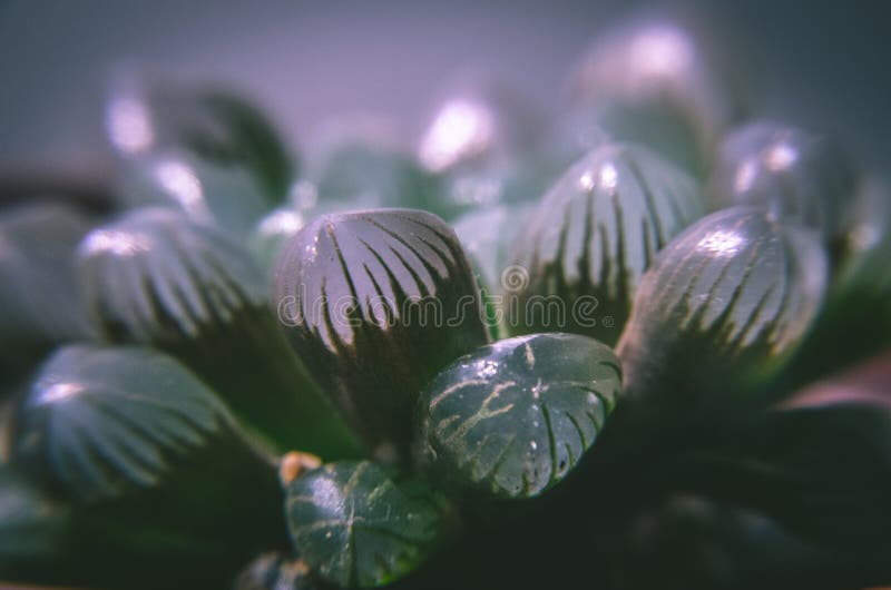 Opinión del primer de la planta suculenta hermosa en macro del pote imagenes de archivo Opinión del primer de la planta suculenta hermosa en macro del pote imagenes de archivo