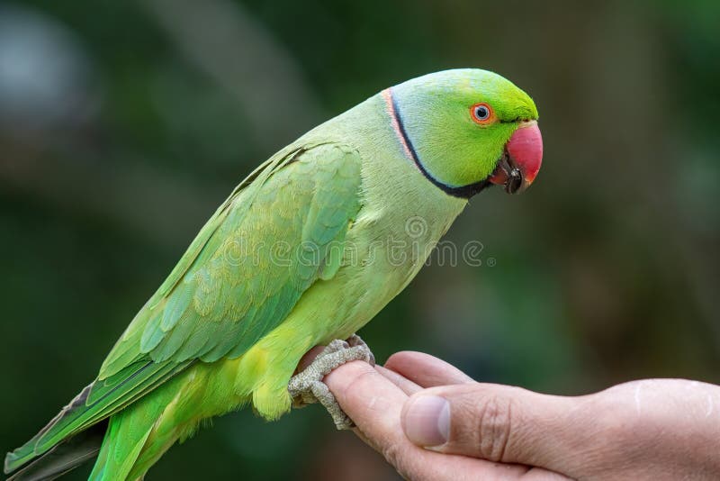 Opinión del primer el periquito rosa-anillado verde del krameri del Psittacula imagen de archivo libre de regalías Opinión del primer el periquito rosa-anillado verde del krameri del Psittacula imagen de archivo libre de regalías