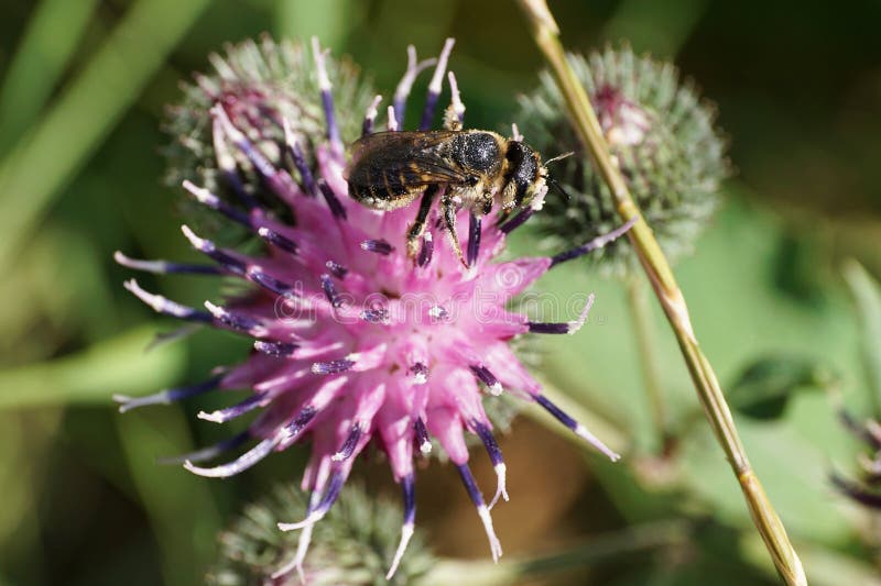 Opinión del primer los himenópteros blanco-grises caucásicos Megachi de la abeja foto de archivo Opinión del primer los himenópteros blanco-grises caucásicos Megachi de la abeja foto de archivo