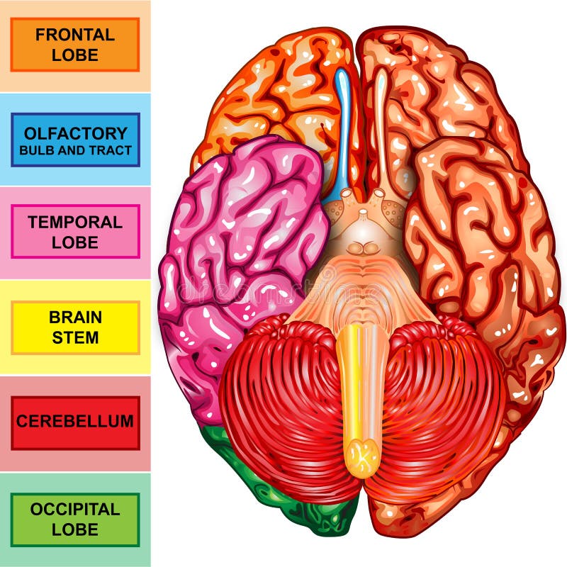 Opinión del superficie inferior del cerebro humano