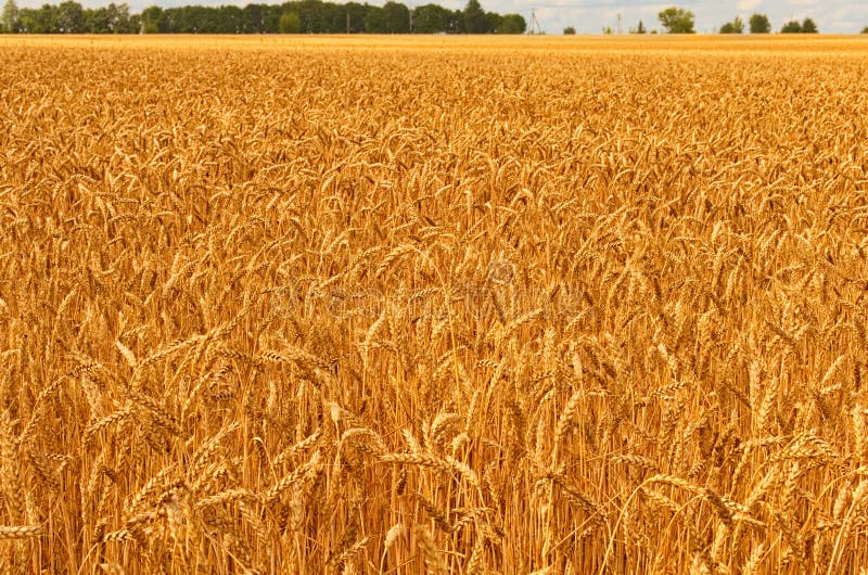 Opinión hermosa del paisaje del campo de trigo del oro contra el cielo azul Concepto agr?cola imagen de archivo Opinión hermosa del paisaje del campo de trigo del oro contra el cielo azul Concepto agr?cola imagen de archivo