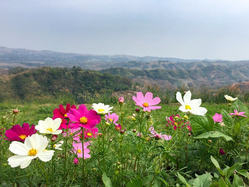 Opinión hermosa del paisaje el color del campo de flor del cosmos con el fondo de la montaña imagenes de archivo Opinión hermosa del paisaje el color del campo de flor del cosmos con el fondo de la montaña imagenes de archivo