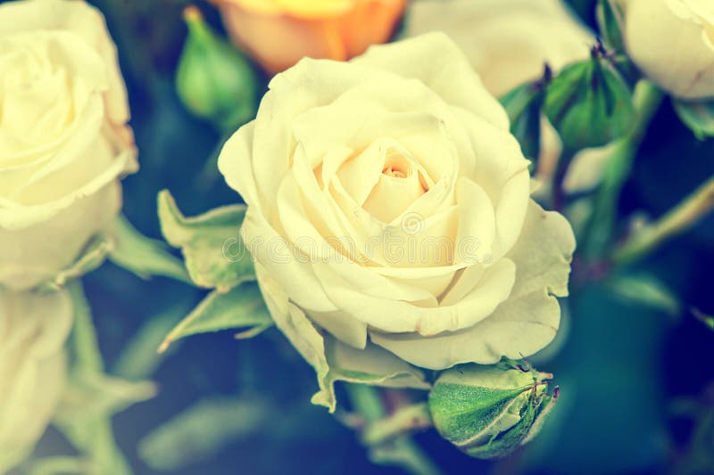 Opinión macra de Defocus la rosa grande del blanco imagen de archivo libre de regalías Opinión macra de Defocus la rosa grande del blanco imagen de archivo libre de regalías