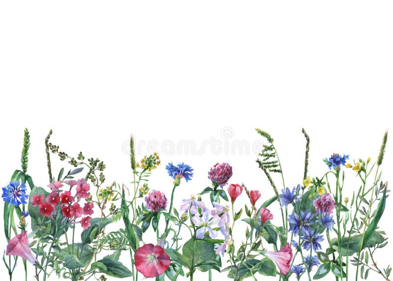 Opinión panorámica las flores y la hierba salvajes del prado en el fondo blanco