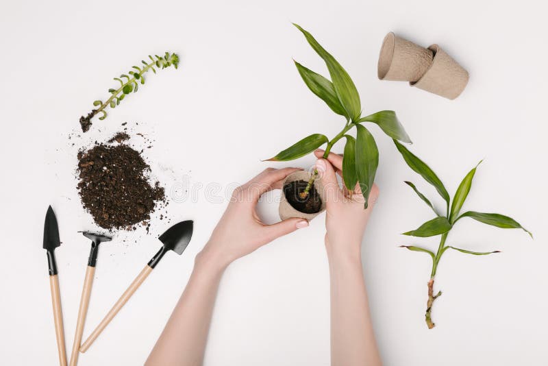 opinión parcial la mujer que planta la planta verde con las herramientas que cultivan un huerto y las macetas alrededor foto de archivo libre de regalías opinión parcial la mujer que planta la planta verde con las herramientas que cultivan un huerto y las macetas alrededor foto de archivo libre de regalías