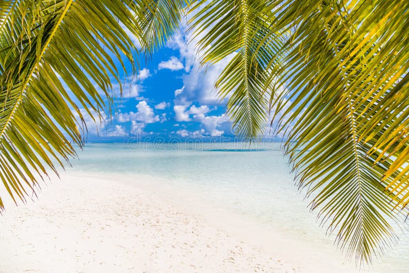 Opinión perfecta de la playa Diseño de las vacaciones de verano y de las vacaciones Playa tropical inspirada, palmeras y arena bl imagen de archivo Opinión perfecta de la playa Diseño de las vacaciones de verano y de las vacaciones Playa tropical inspirada, palmeras y arena bl imagen de archivo