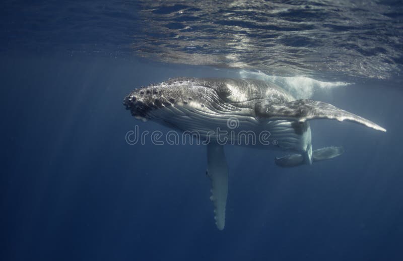 Opinión subacuática un becerro de la ballena jorobada