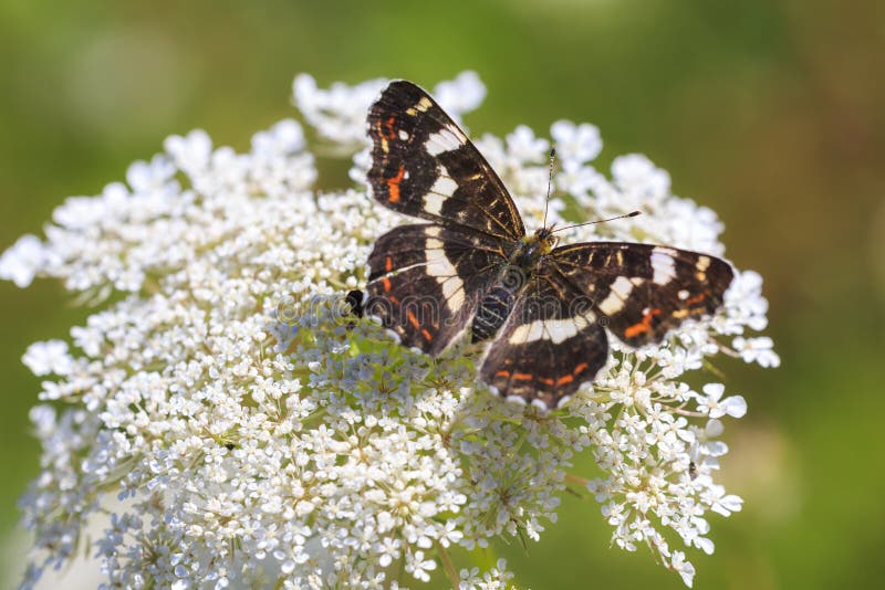 Opinión superior brillante sobre las alas de un retrato del primer de la mariposa del mapa foto de archivo Opinión superior brillante sobre las alas de un retrato del primer de la mariposa del mapa foto de archivo