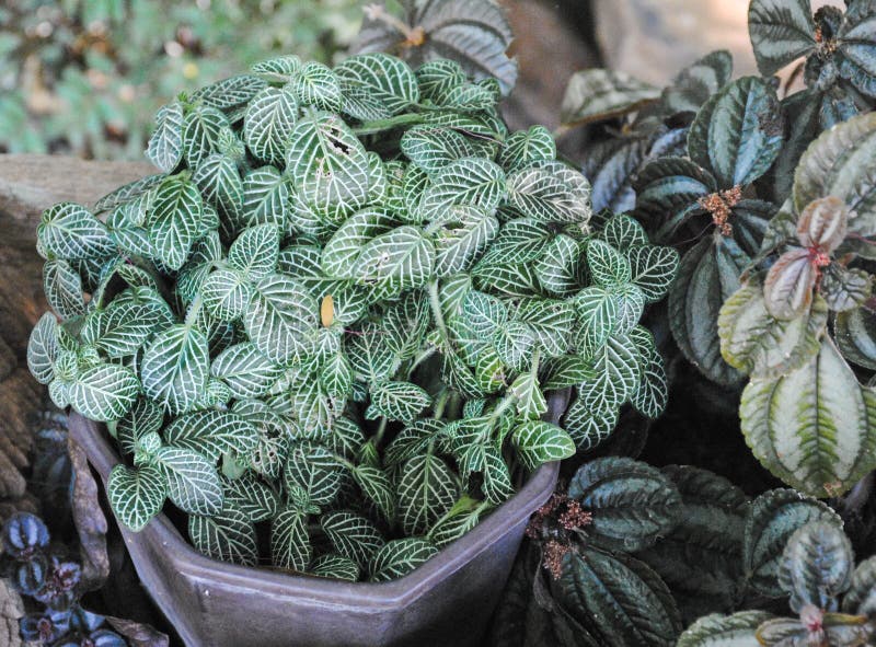 Opinión superior del primer sobre la estrella blanca del verschaffeltii del fittonia También sepa como planta del nervio fotografía de archivo libre de regalías Opinión superior del primer sobre la estrella blanca del verschaffeltii del fittonia También sepa como planta del nervio fotografía de archivo libre de regalías