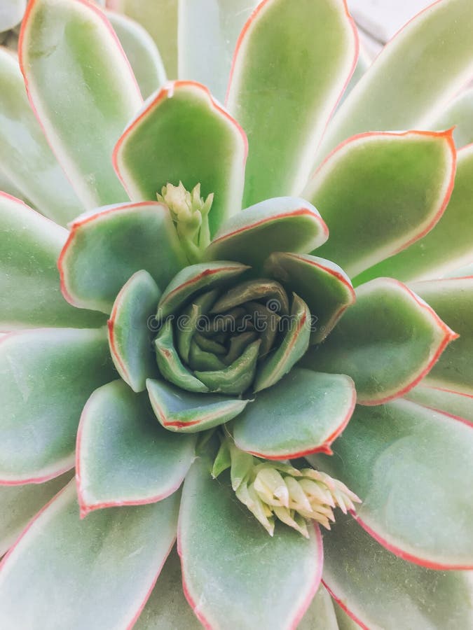 Opinión superior el succulent endecha del plano de la planta verde, cierre para arriba imágenes de archivo libres de regalías Opinión superior el succulent endecha del plano de la planta verde, cierre para arriba imágenes de archivo libres de regalías