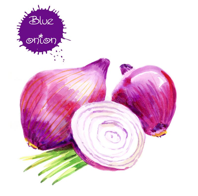Opinión superior la cebolla roja cortada cruda en la superficie blanca con los movimientos azules de la acuarela ilustración del vector Opinión superior la cebolla roja cortada cruda en la superficie blanca con los movimientos azules de la acuarela ilustración del vector