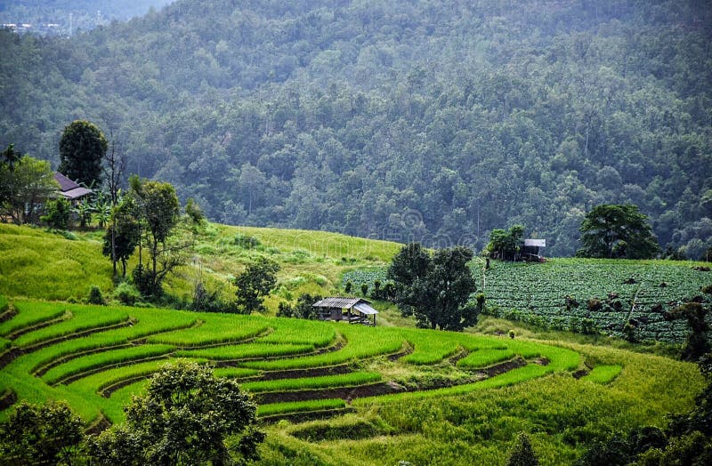 Opinión verde del campo en PA Pong Piang Rice Terraces, Mae Chaem, Chiang Mai fotos de archivo Opinión verde del campo en PA Pong Piang Rice Terraces, Mae Chaem, Chiang Mai fotos de archivo