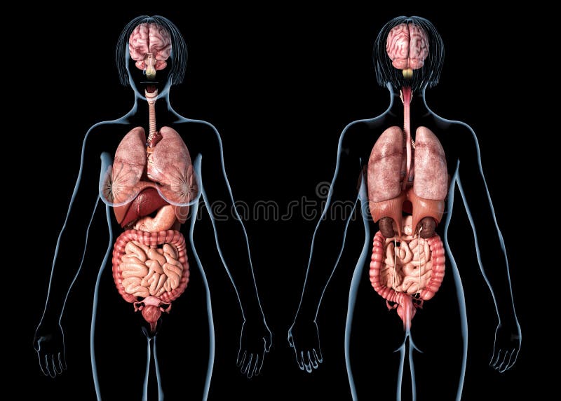 Opiniões internas de órgãos da anatomia da mulher, traseiras e dianteiras ilustração royalty free Opiniões internas de órgãos da anatomia da mulher, traseiras e dianteiras ilustração royalty free