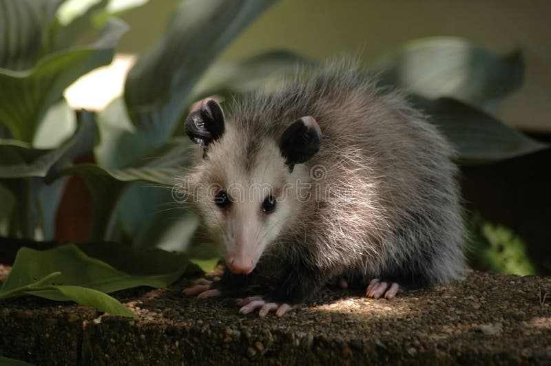 Opossum che posa per la macchina fotografica