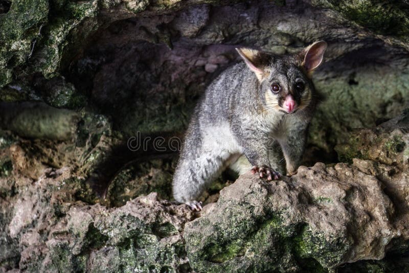 Possum at Umpherston Sinkhole, Mt Gambier, South Australia, Australia Stock  Photo - Image of largest, biology: 128766818