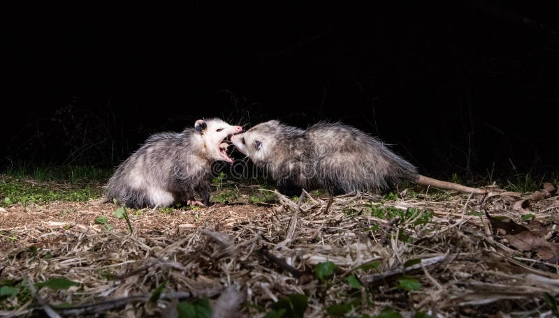 Opossums on a camera trap at night. Opossums on a camera trap at night