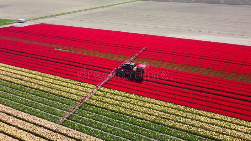 Opryskiwacz plonów na polu tulipanów