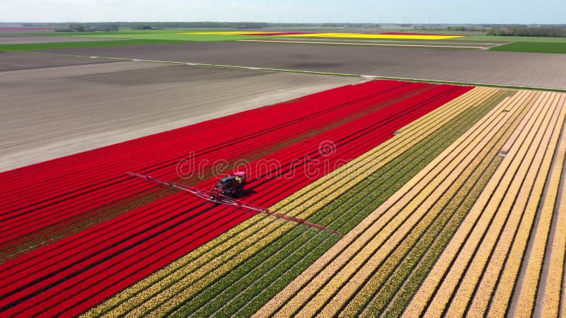 Opryskiwacz plonów na polu tulipanów