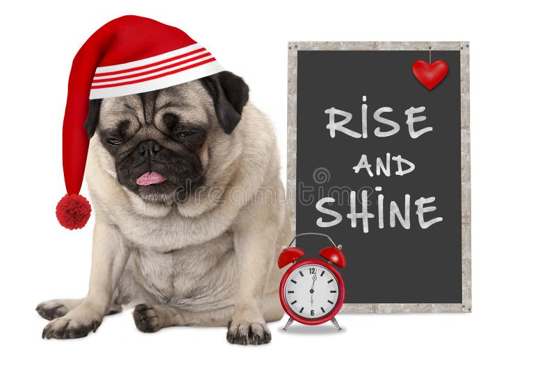 Opstaand in vroege ochtend, nemen de knorrige pug puppyhond met rode slaap GLB, de wekker en het teken met tekst toe en glanzen royalty-vrije stock afbeelding Opstaand in vroege ochtend, nemen de knorrige pug puppyhond met rode slaap GLB, de wekker en het teken met tekst toe en glanzen royalty-vrije stock afbeelding