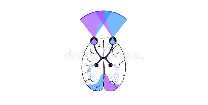 Optic nerve anatomy stock illustration. Illustration of diagram Biology Diagrams