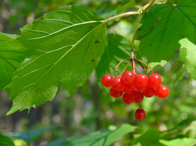 opulusviburnum royaltyfria bilder opulusviburnum royaltyfria bilder