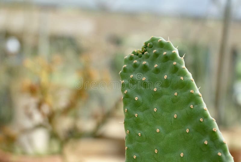 Opuna ficus indicus ή ινδικό σύκο opuna cactua. φυτά με ευχυμικά αγκάθια για διακόσμηση κήπου