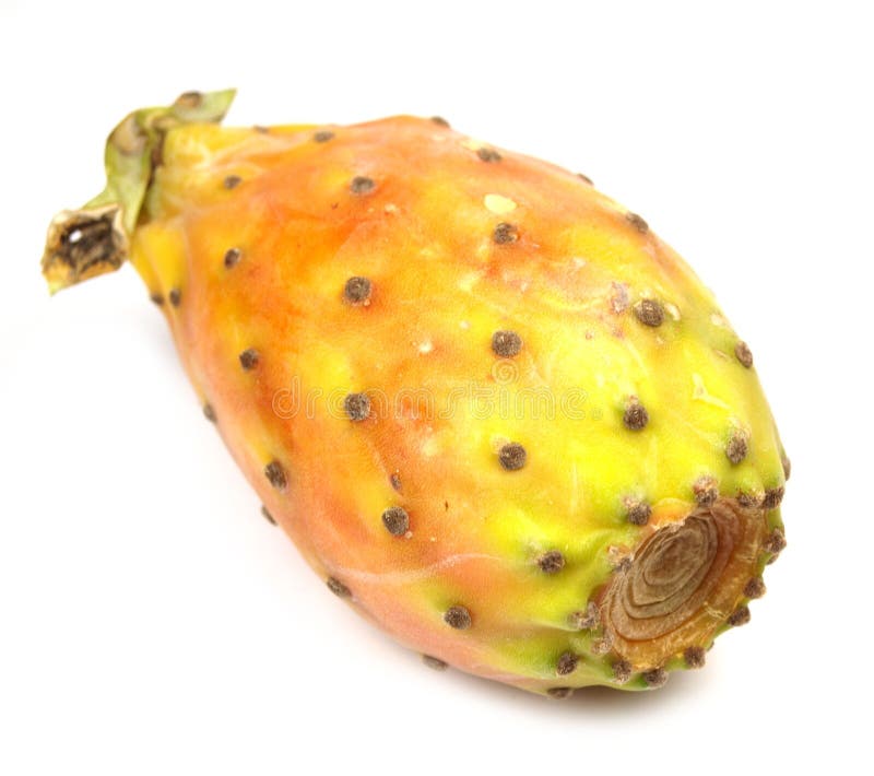tchia opuntia tchia opuntia