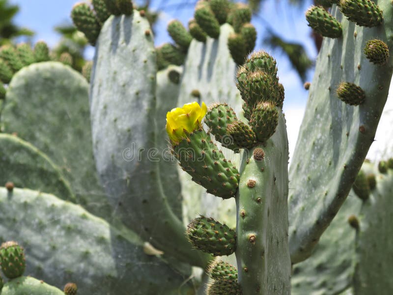 Opuntia royalty free stock image