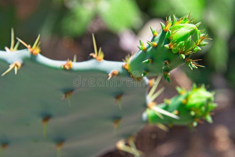 Opuntia cacti stock image. Image of grow, prickly, bloom 272863829