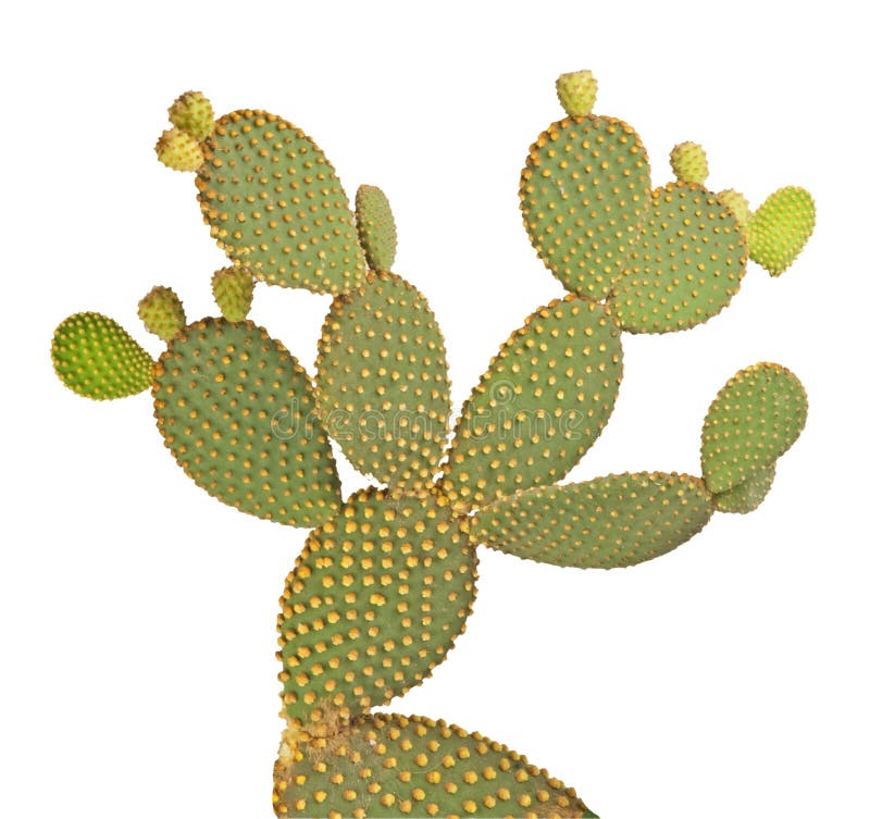 Opuntia cactus royalty free stock images Opuntia cactus royalty free stock images