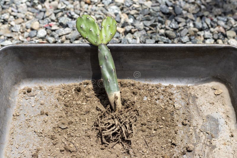 Opuntia Cactus Bare Roots Plant Closeup Stock Image Image of grow