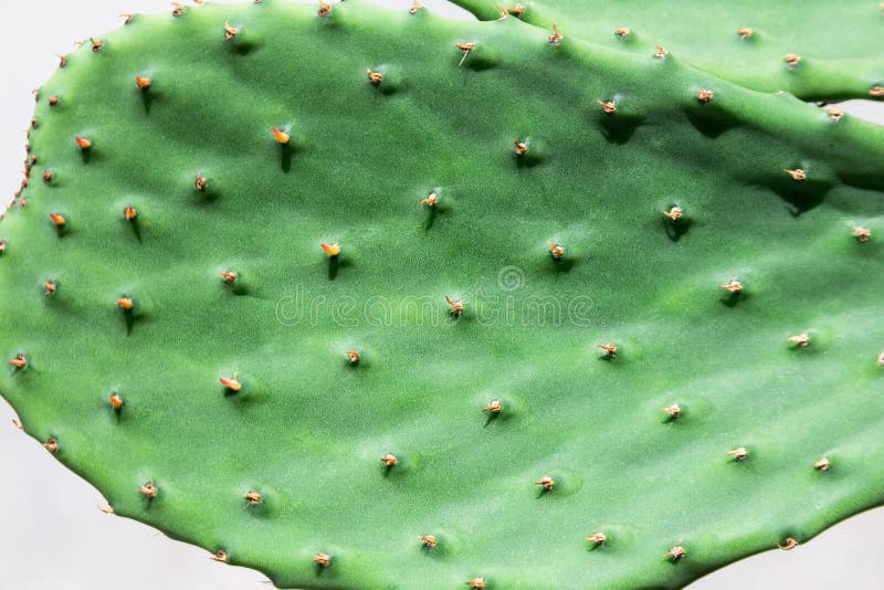 Opuntia Cactus. Opuntia is a Genus in the Cactus Family Stock Image