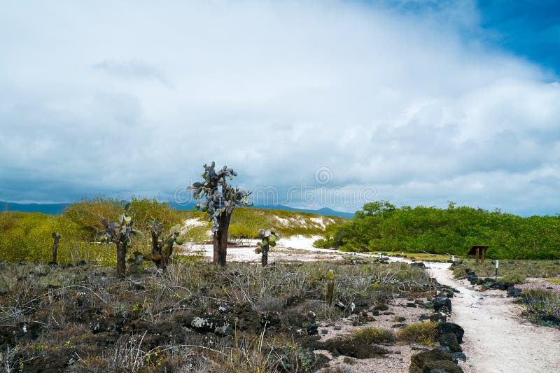 Opuntia cactus forest