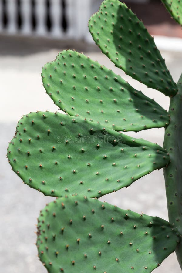 Opuntia cactus stock photo. Image of southern, opuntia 153219208