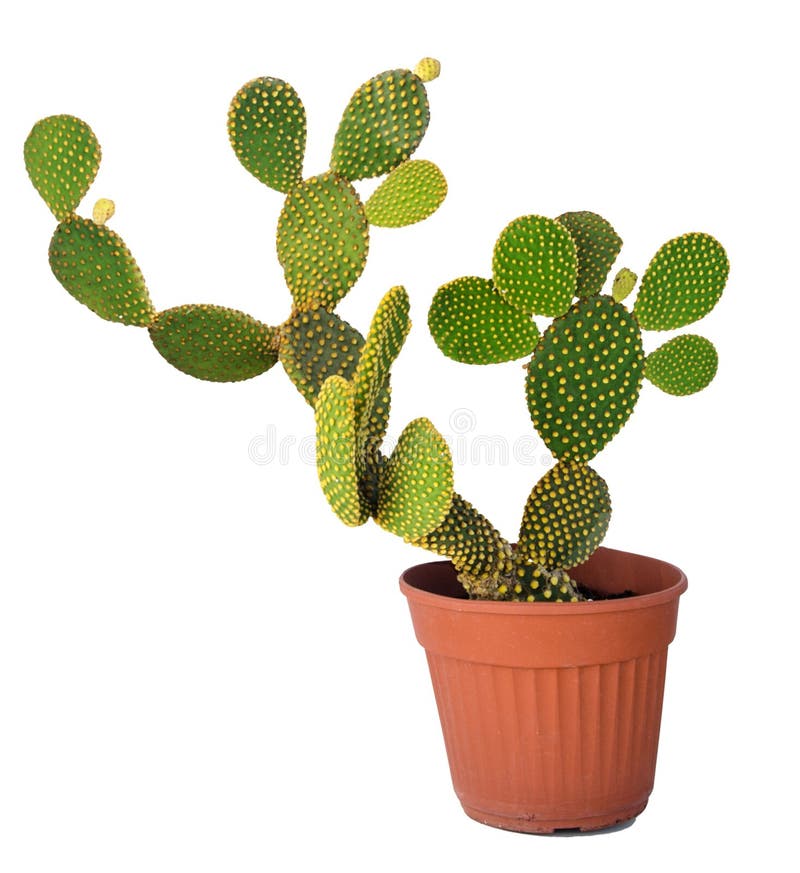 Opuntia cactus on white background