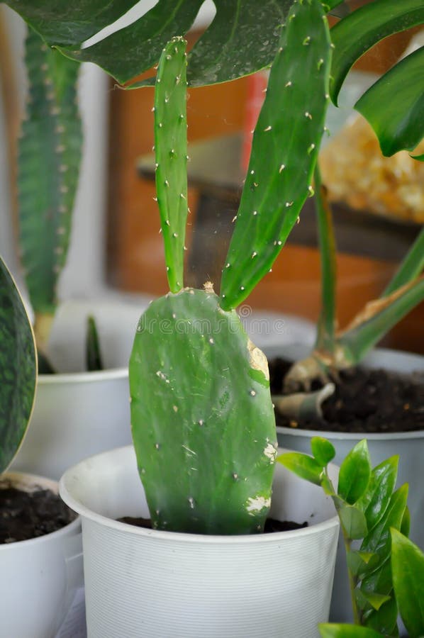 Opuntia Cochenillifera, Opuntia or Cactus Stock Image Image of