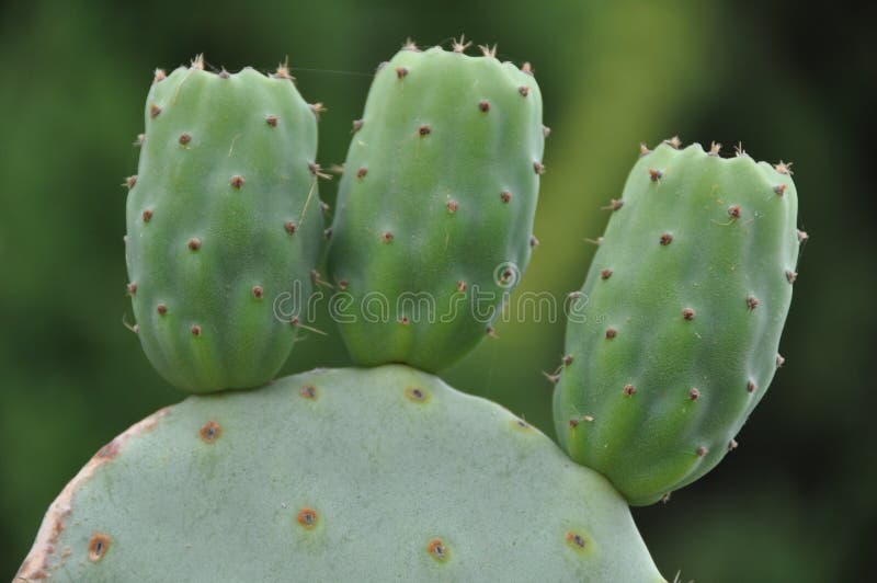 Closeup of unripe green cactus fruits. Closeup of unripe green cactus fruits