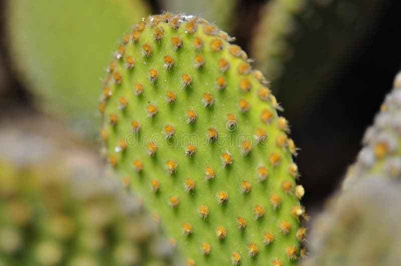 Opuntia ficus-Indica στοκ εικόνες