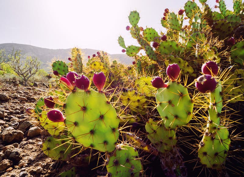 Opuntia ficus-Indica στοκ φωτογραφία με δικαίωμα ελεύθερης χρήσης