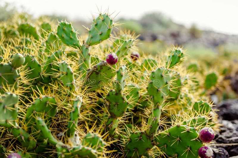 Opuntia ficus-Indica στοκ φωτογραφίες με δικαίωμα ελεύθερης χρήσης